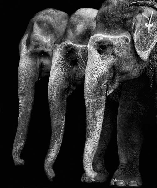 Nature\'s great masterpiece, an elephant; the only harmless great thing ... von Yvette Depaepe