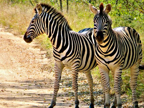 Zwei Zebras von zamart