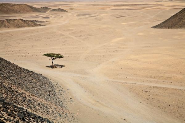 Die Wüste lebt. von Zeno Kothgasser